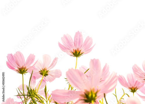 cosmos flowers isolated white background