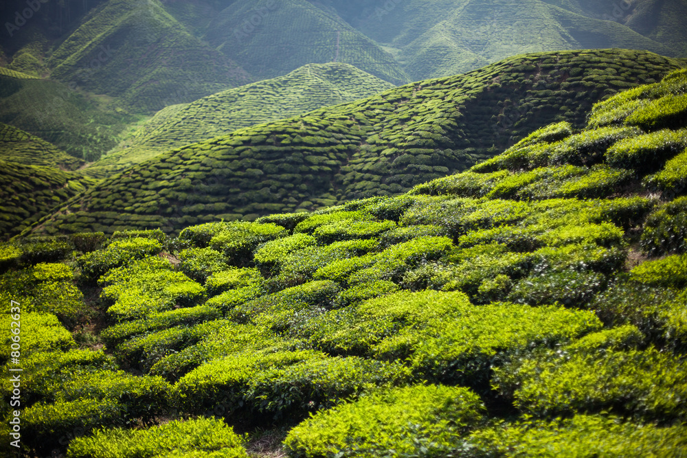Tea plantation in the mountains