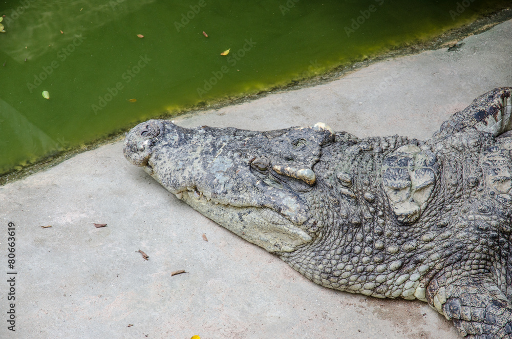 Obraz premium Big crocodiles resting in a crocodiles farm
