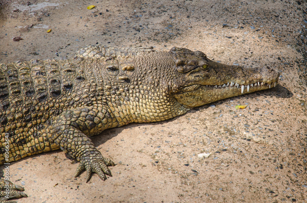 Big crocodiles resting in a crocodiles farm Big crocodiles resting in a crocodiles farm
