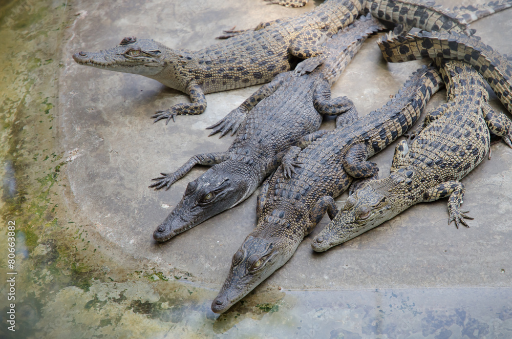 Fototapeta premium Big crocodiles resting in a crocodiles farm