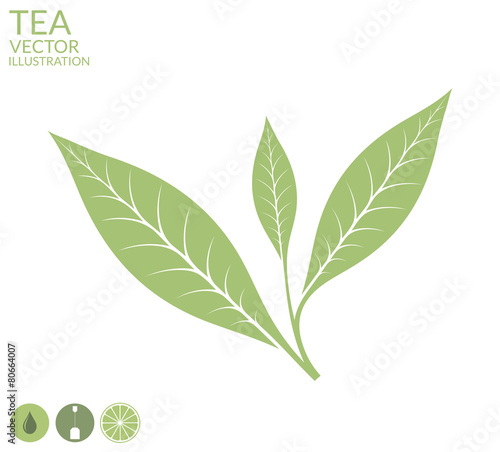 Tea leaf. Isolated on white background