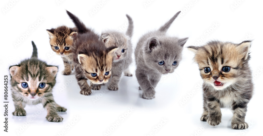 studio isolated portrait of large group of kittens