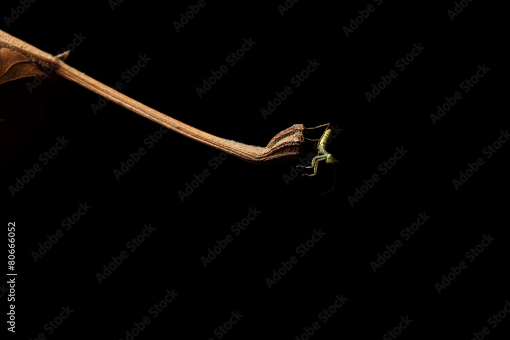 Fototapeta premium Praying Mantis - religiosa