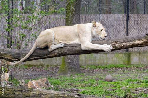 White lion (Panthera leo krugeri) photo