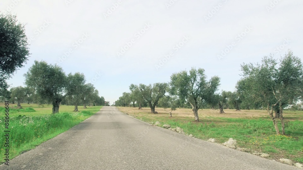 Strada in mezzo all'uliveto con pagliara Strada in mezzo all'uliveto con pagliara