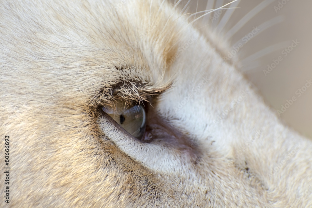 Obraz na plátně White lion (Panthera leo krugeri)