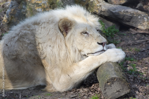 White lion  Panthera leo krugeri 