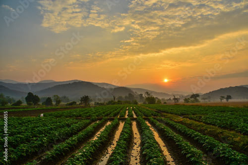 Vegetable Farm During Sunrise