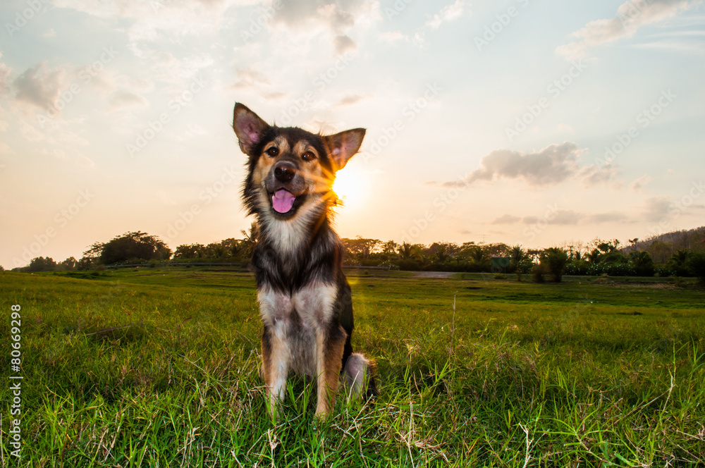 dog with sky sunset background. dog with sky sunset background.