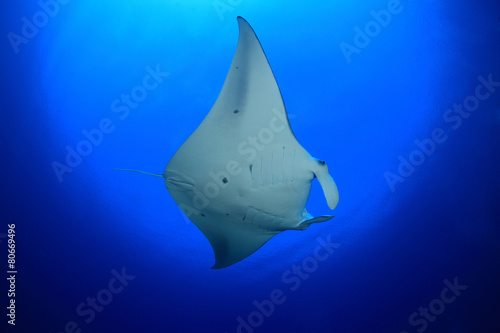Manta ray in the blue water of the ocean © aquapix