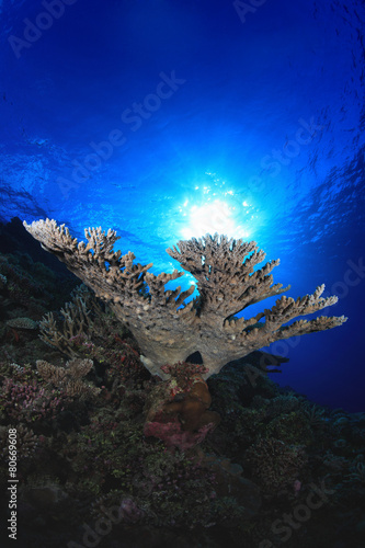 Fototapeta Naklejka Na Ścianę i Meble -  Beautiful coral and sun