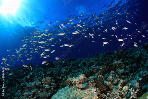 Shoal of small fish and coral reef