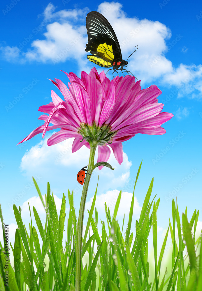 Purple spring flower with butterfly and ladybug - obrazy, fototapety, plakaty 