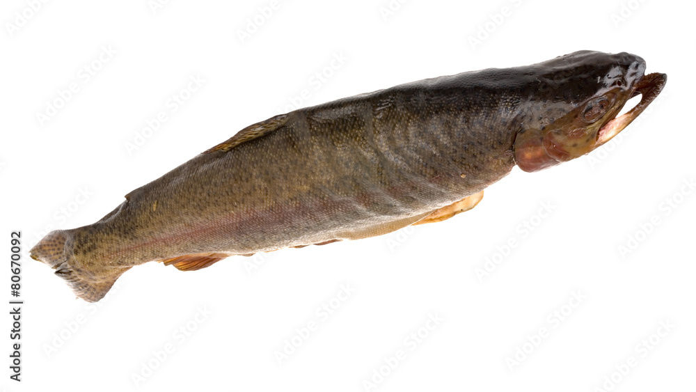 geräucherte Forelle geräucherte Forelle