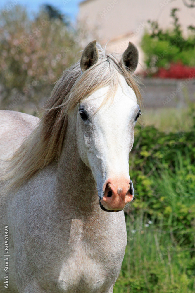 Obraz premium Cheval pur sang arabe