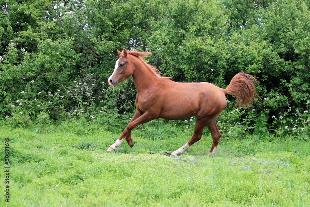 Fototapeta premium Cheval pur sang arabe