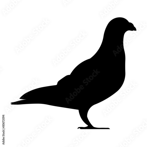 Taube Silhouette