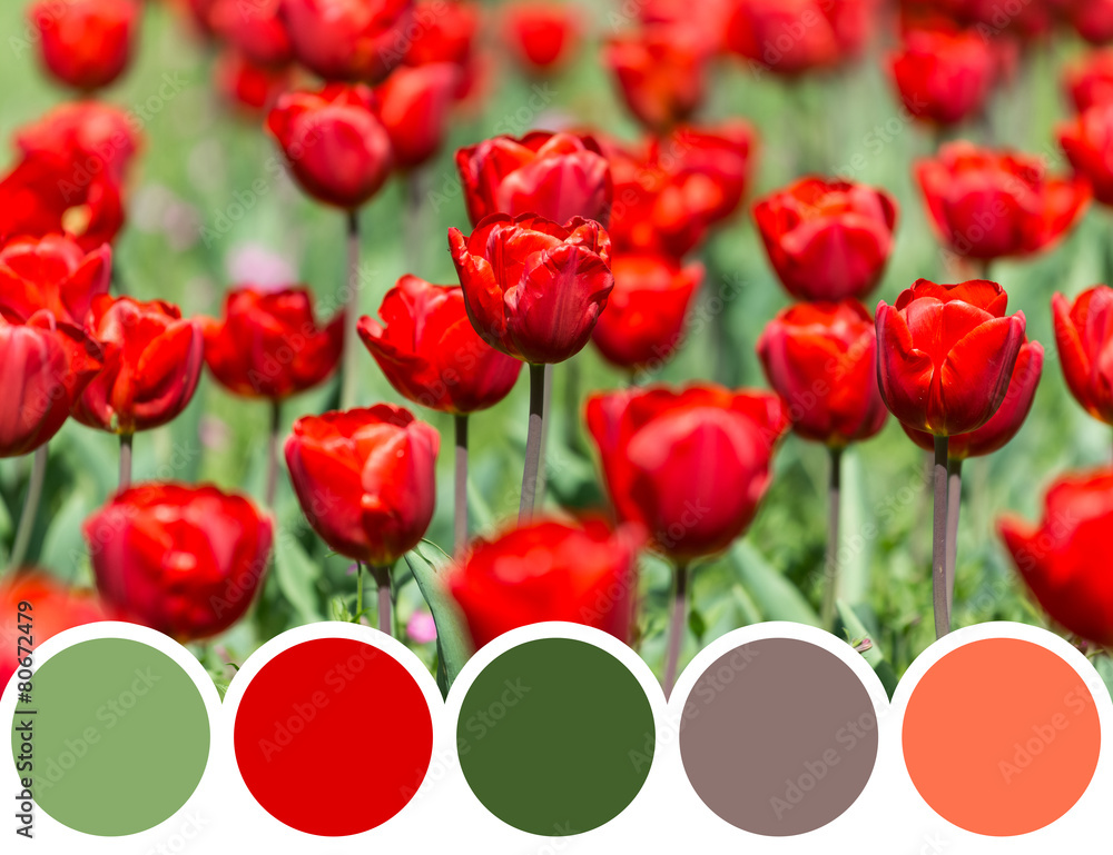 Obraz premium Color Palette Of Spring Tulip Garden Blossom