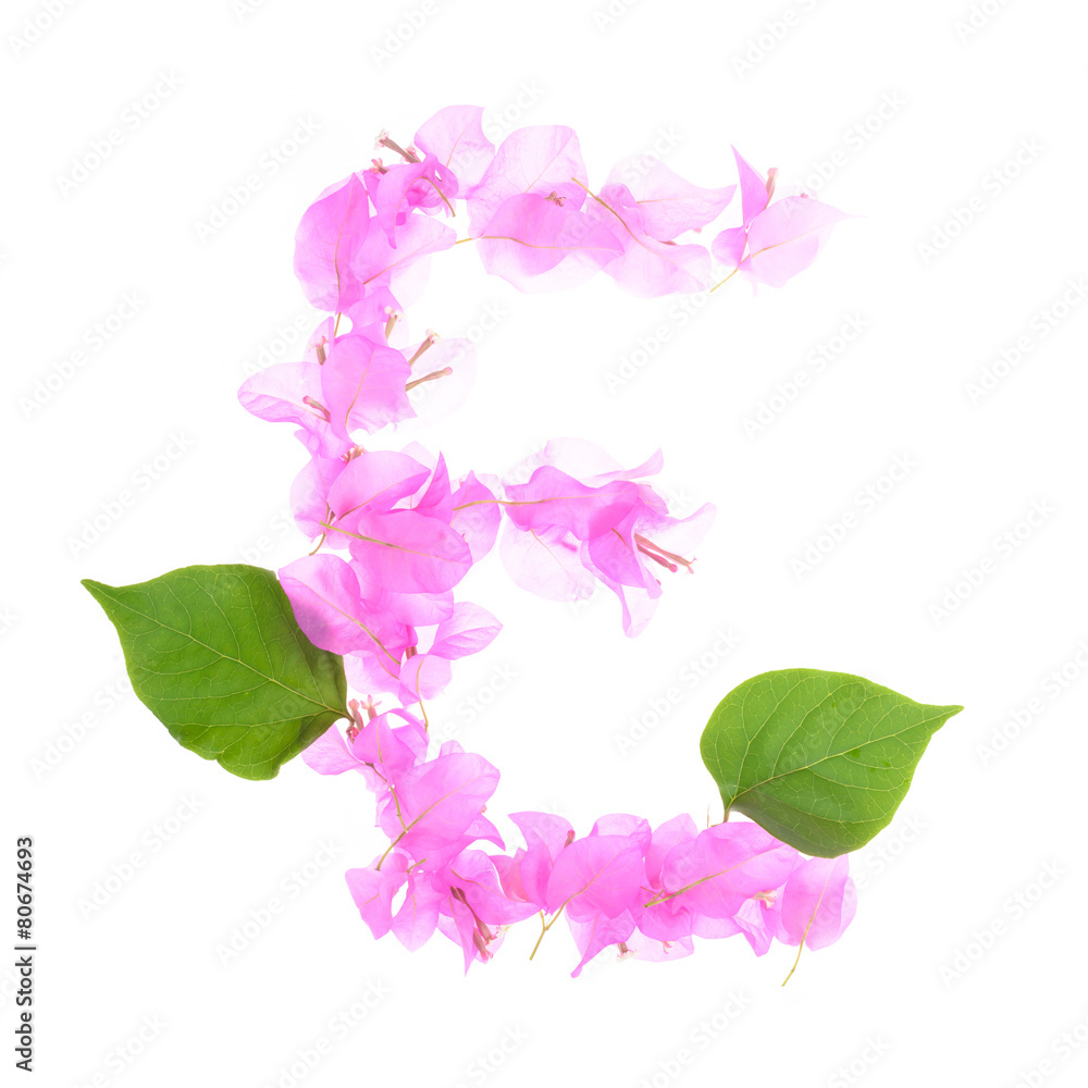 Bougainvillea flowers alphabet isolated on white background