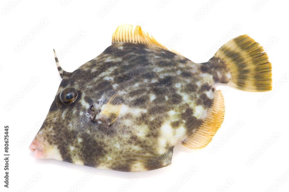 Fototapeta premium カワハギ-Stephanolepis cirrhifer