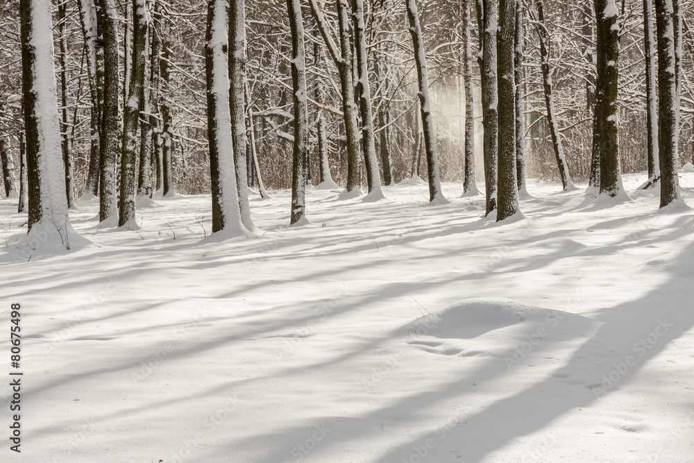 Winter landscape - Swierklaniec, park. Poland. Winter landscape - Swierklaniec, park. Poland.