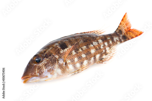 イトフエフキの若魚-Lethrinus genivittatus