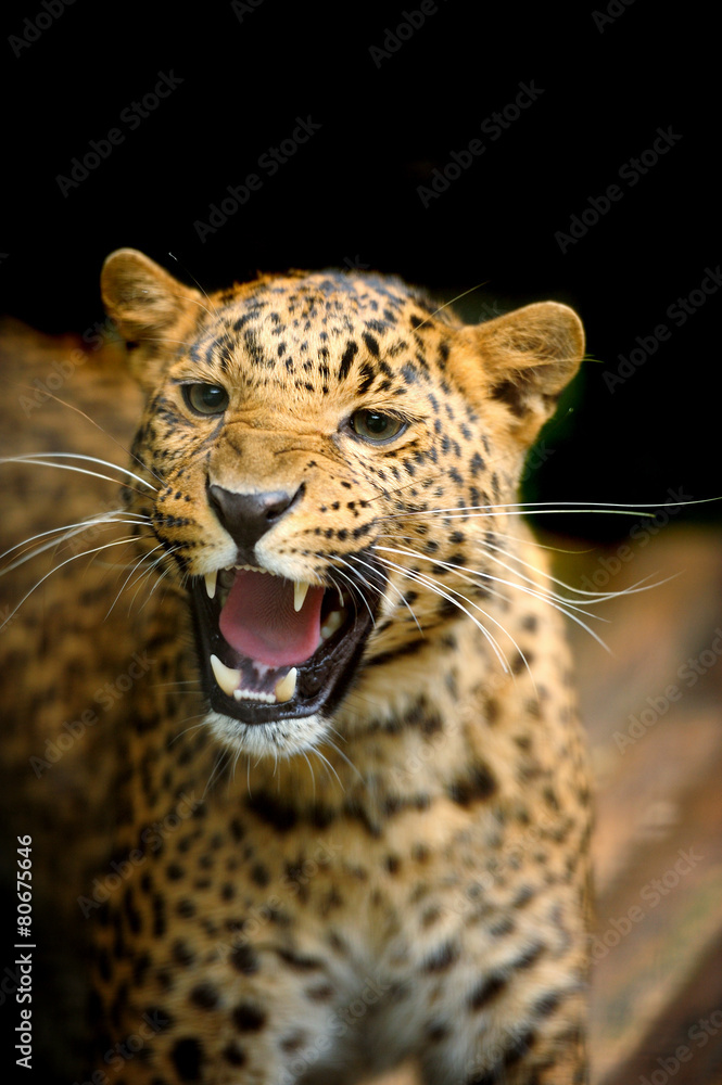 Obraz premium Leopard