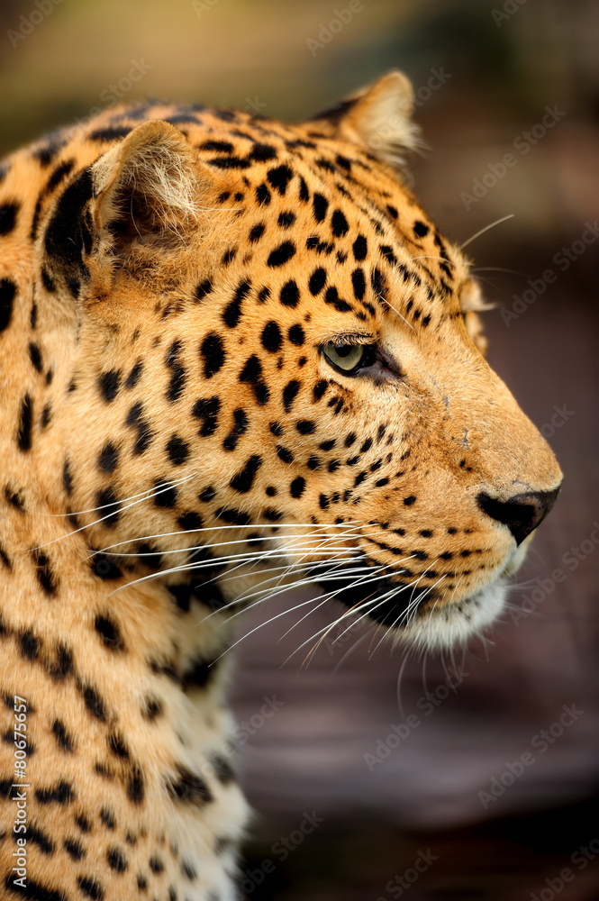 Fototapeta premium Leopard