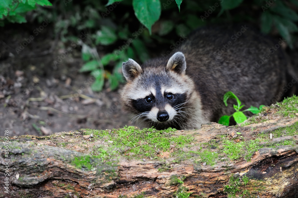 Raccoon in the forest Raccoon in the forest