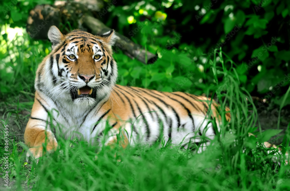 Obraz premium Tiger