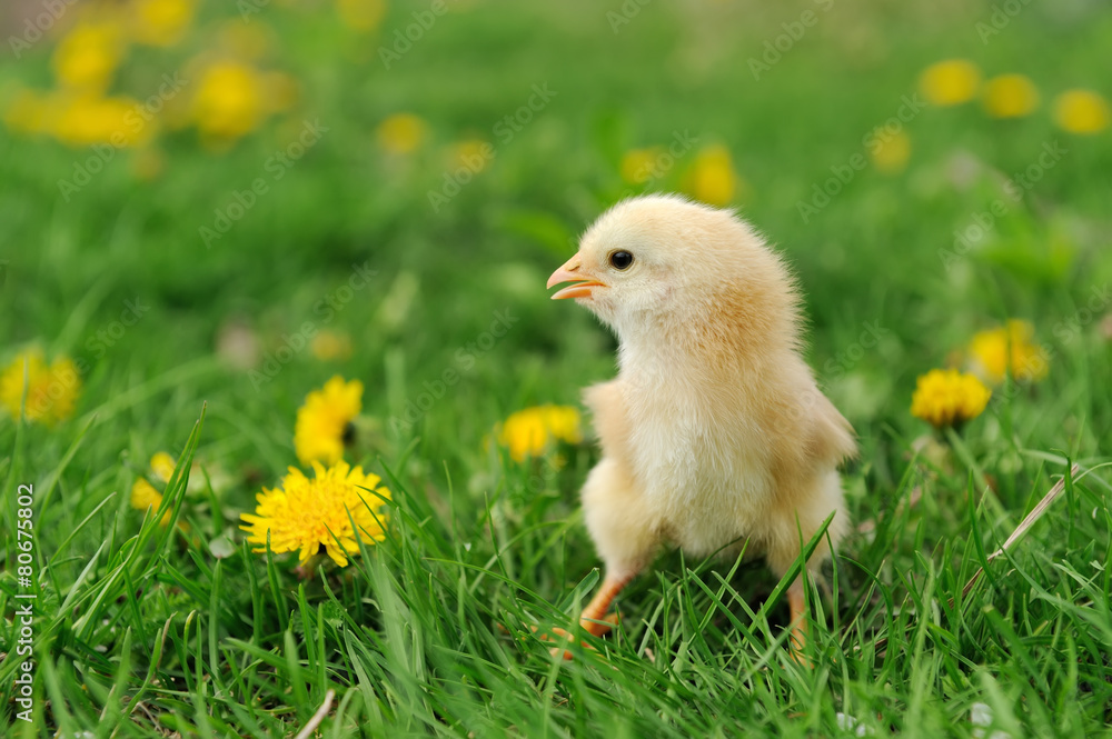 Little chicken Little chicken