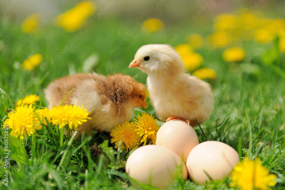 Little chicken Little chicken