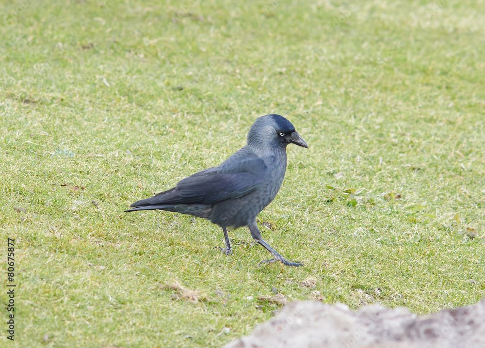 Obraz premium Portrait of black jackdaw