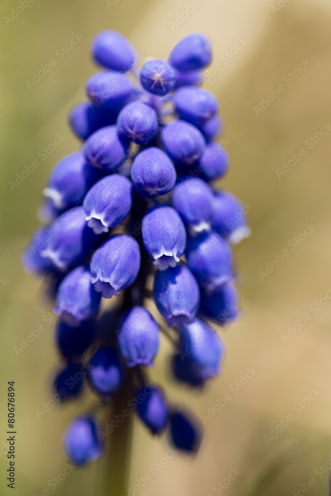 ムスリカ Stock 사진 Adobe Stock