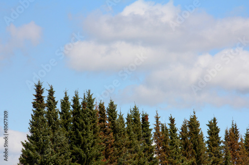 The tops of the trees and the sky