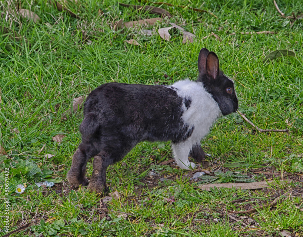 Bunny in the tuscany countryside Bunny in the tuscany countryside