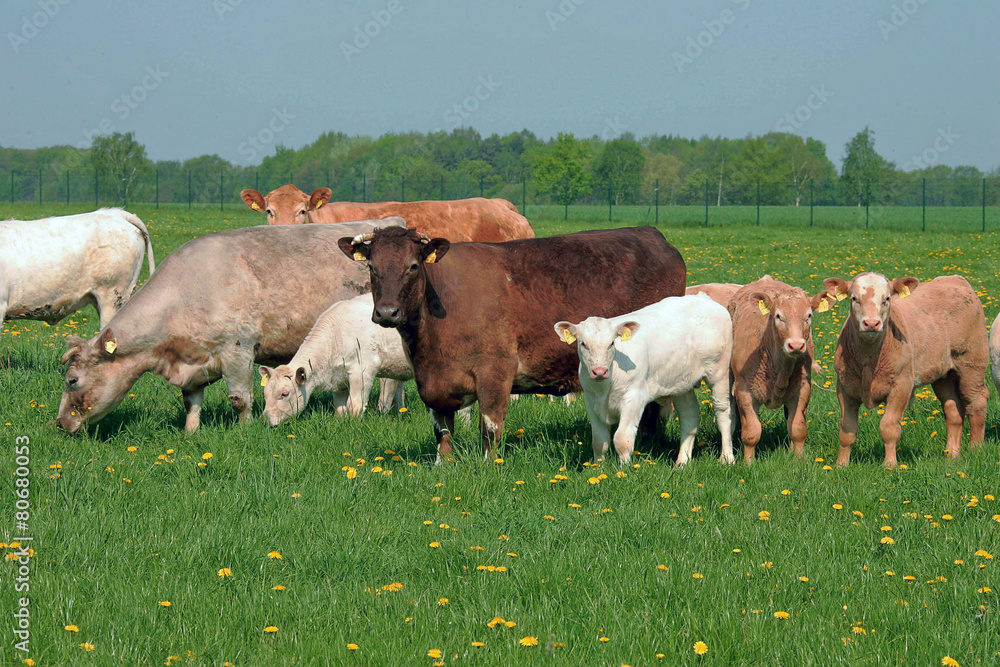 Fototapeta premium LandwirtschaftKueheMastvieh