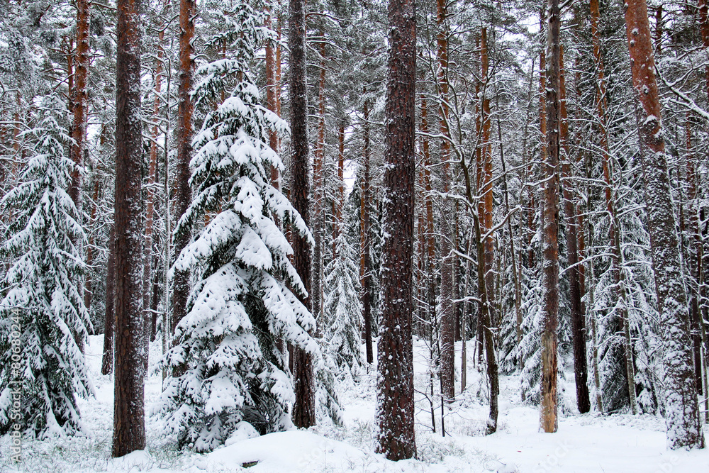 Snowy winter in a forest in Sweden Snowy winter in a forest in Sweden