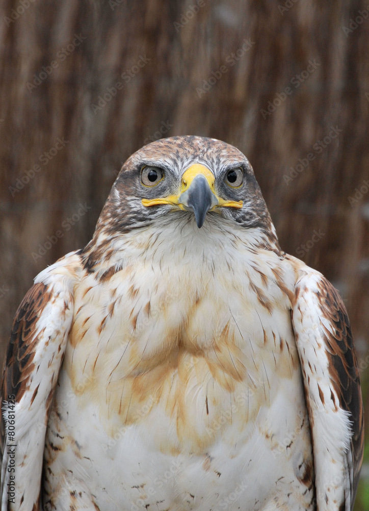 Fototapeta premium the stare