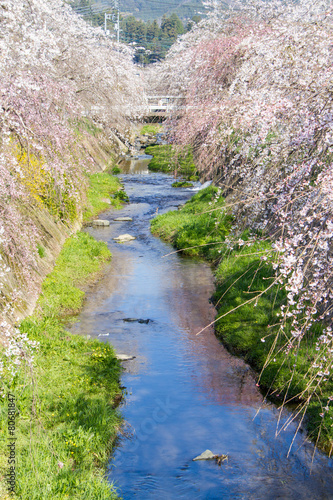 郷之谷川の枝垂桜