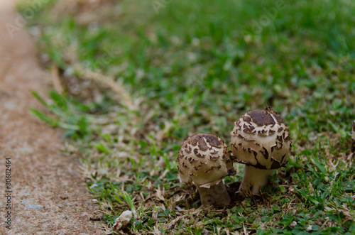 Walkway siding mushrooms photo