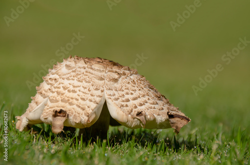 Single lawn mushroom