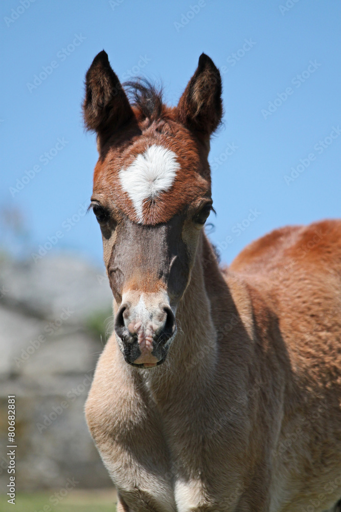 Fototapeta premium Poulain pur sang arabe