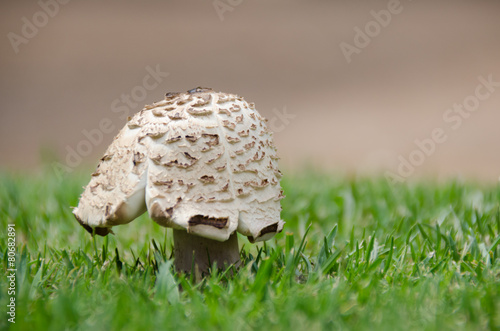 Backdropped mushroom photo