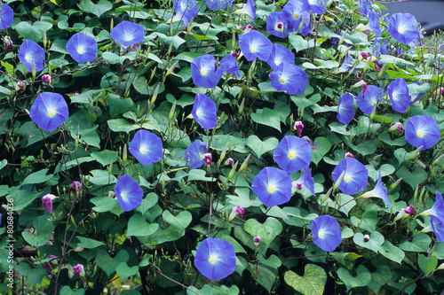 アサガオたち、Morning glory us,
