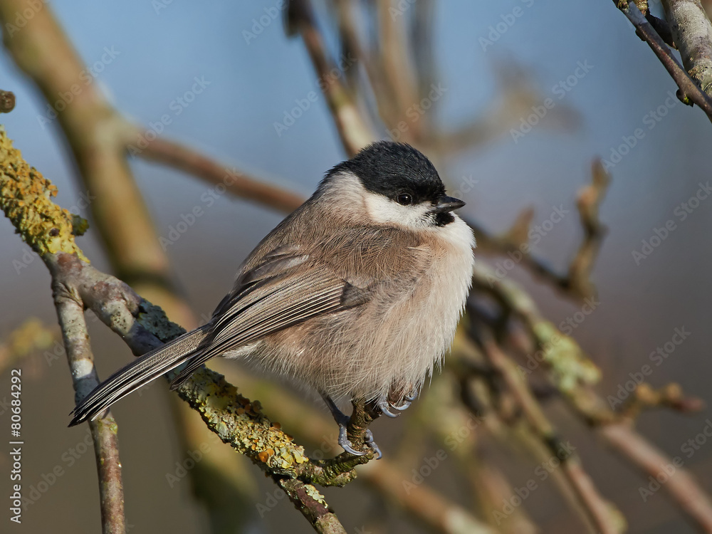 Obraz premium Marsh Tit (Poecile palustris)