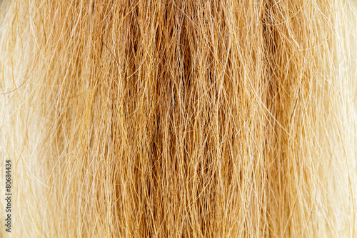Horse fur tail