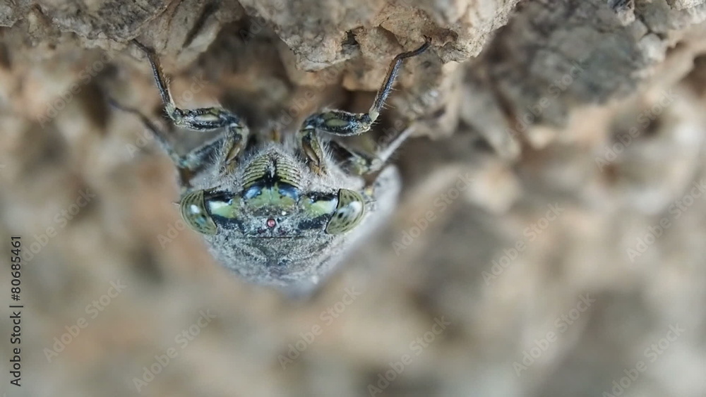 Macro close up Cicada insect on tree, 60 fps. Macro close up Cicada insect on tree, 60 fps.