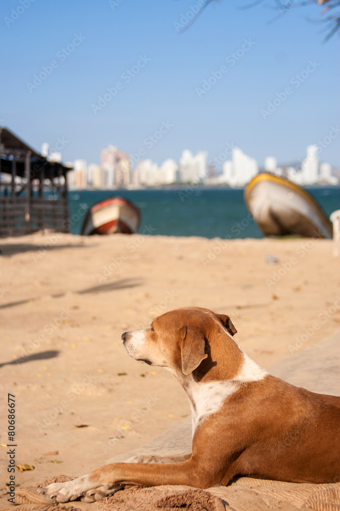Perro disfrutando de la playa en la Isla de Tierra Bomba en Cartagena de Indias en Colombia Perro disfrutando de la playa en la Isla de Tierra Bomba en Cartagena de Indias en Colombia